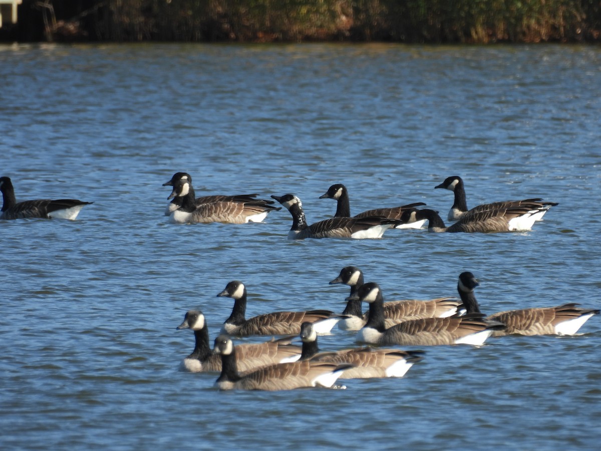 Canada Goose - ML646039334