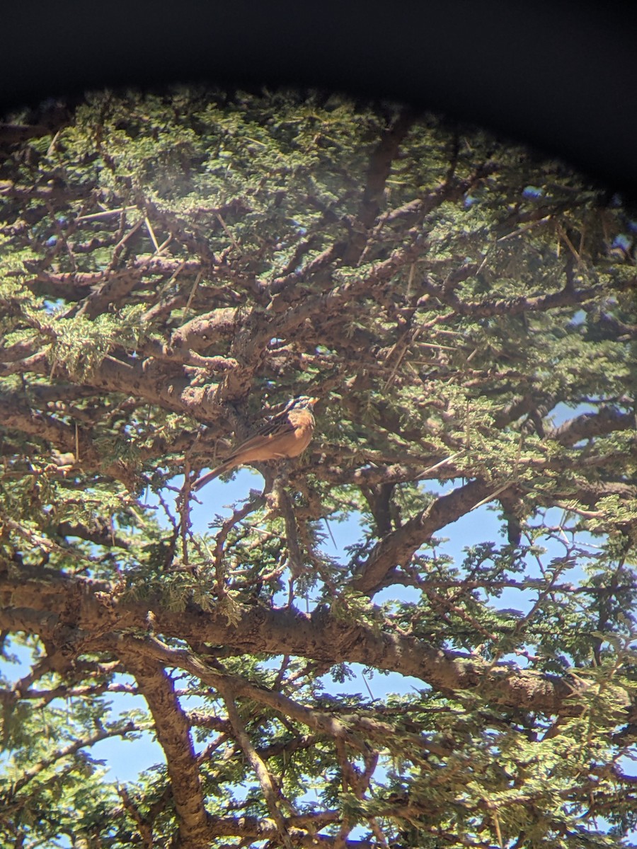 גיבתון קינמון - ML646039338