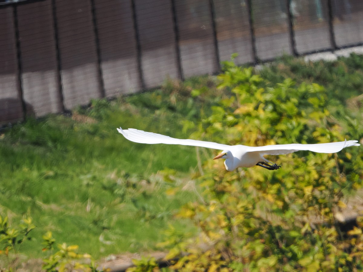 egretthegre - ML646039339