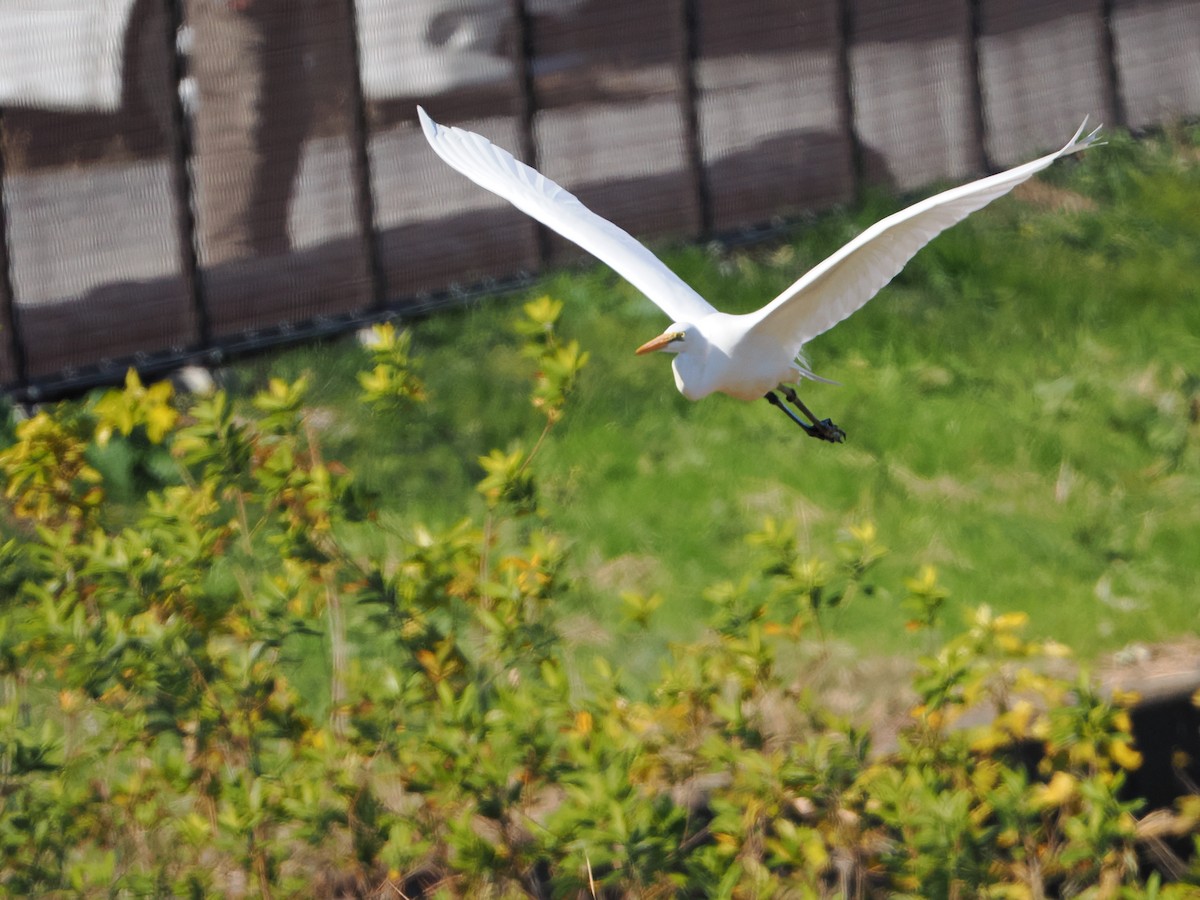 egretthegre - ML646039340