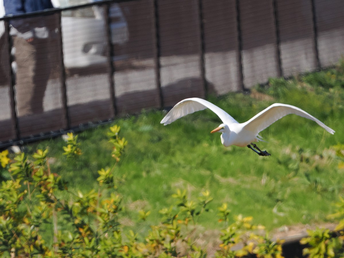 egretthegre - ML646039341