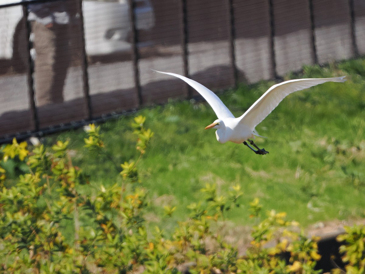 egretthegre - ML646039342