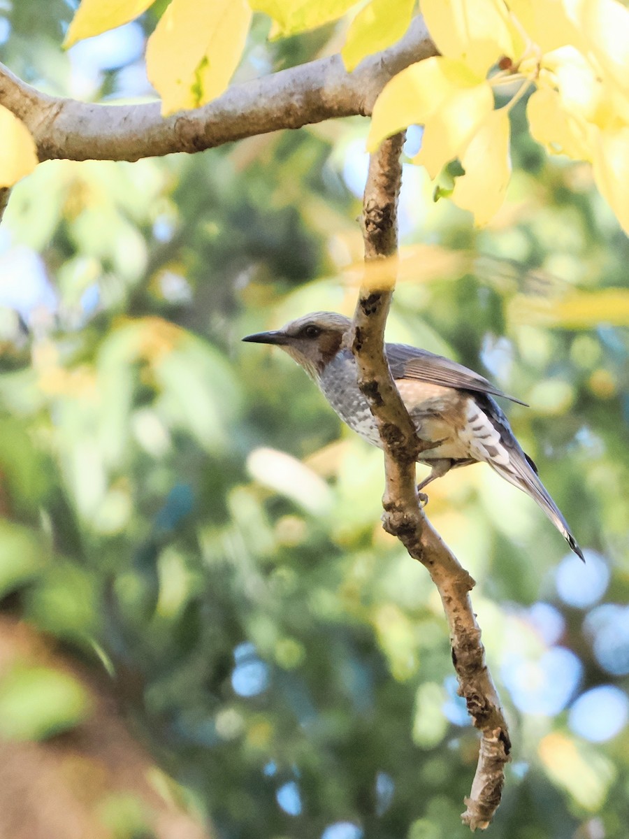 brunørebylbyl - ML646039346