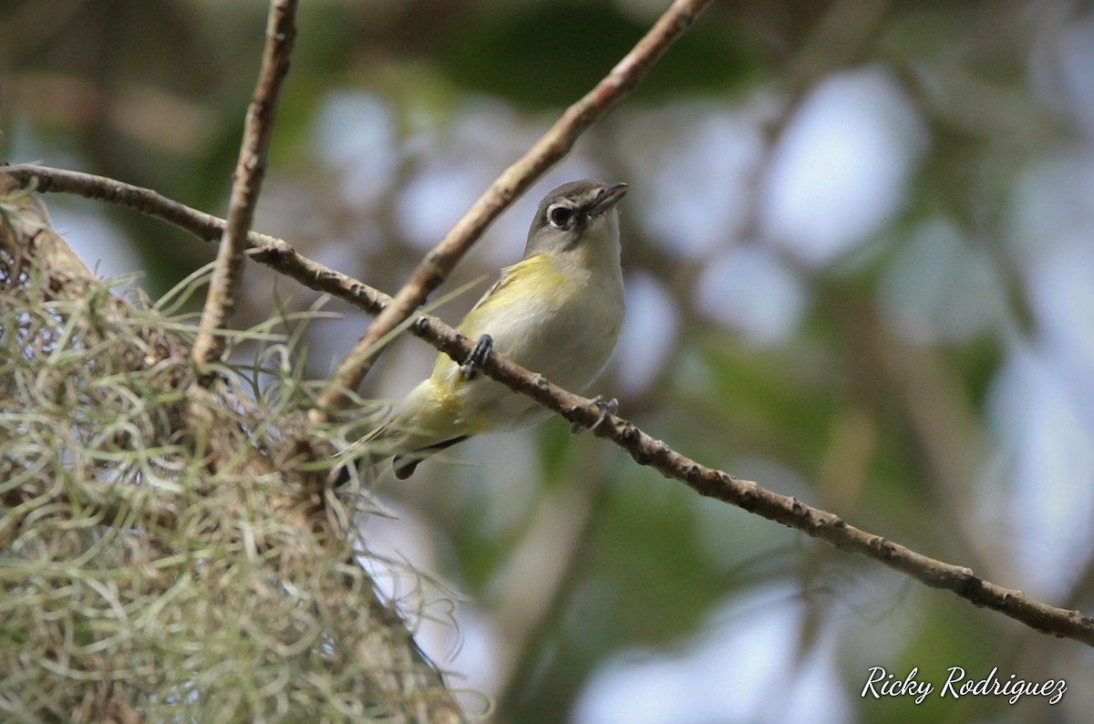 フタスジモズモドキ - ML646039348