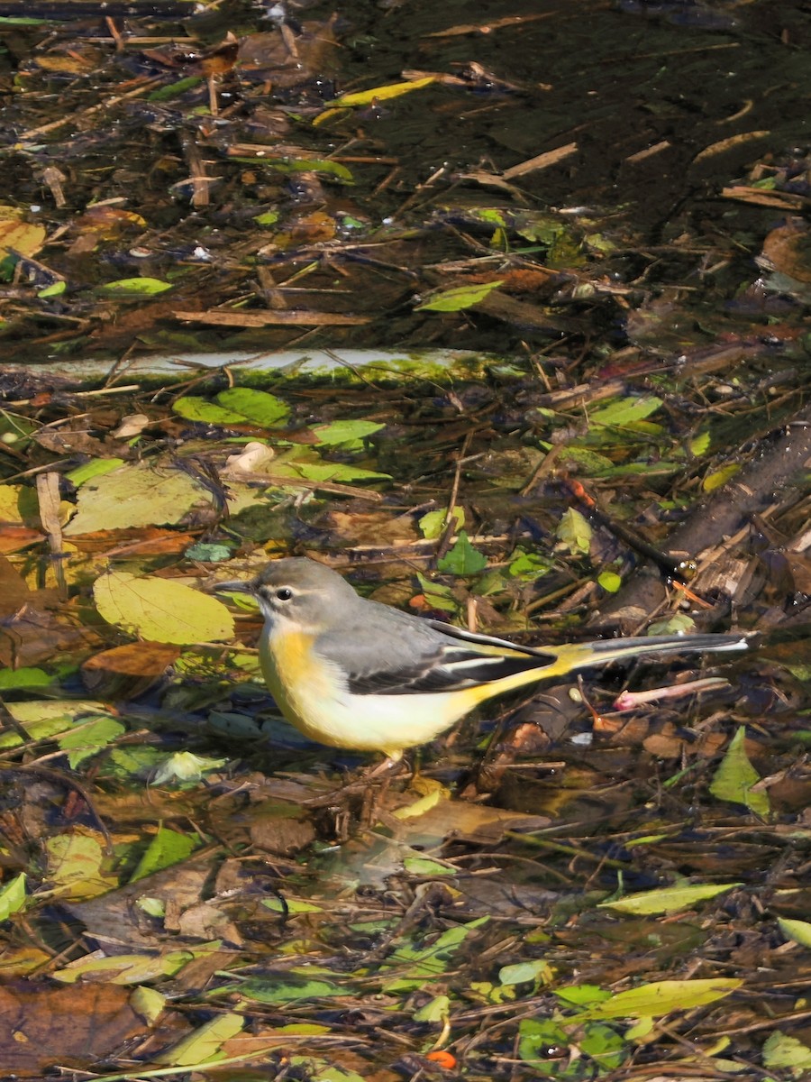 vintererle - ML646039358