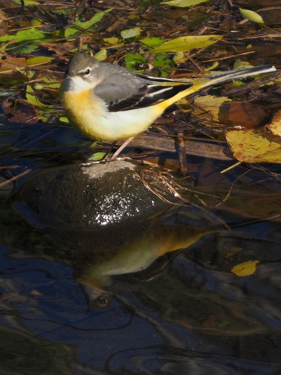 vintererle - ML646039359