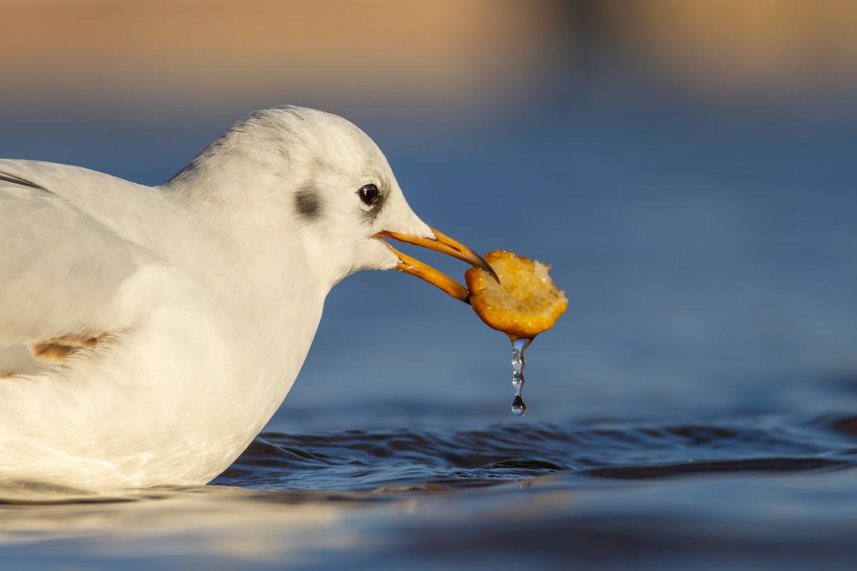Black-headed Gull - ML646039364