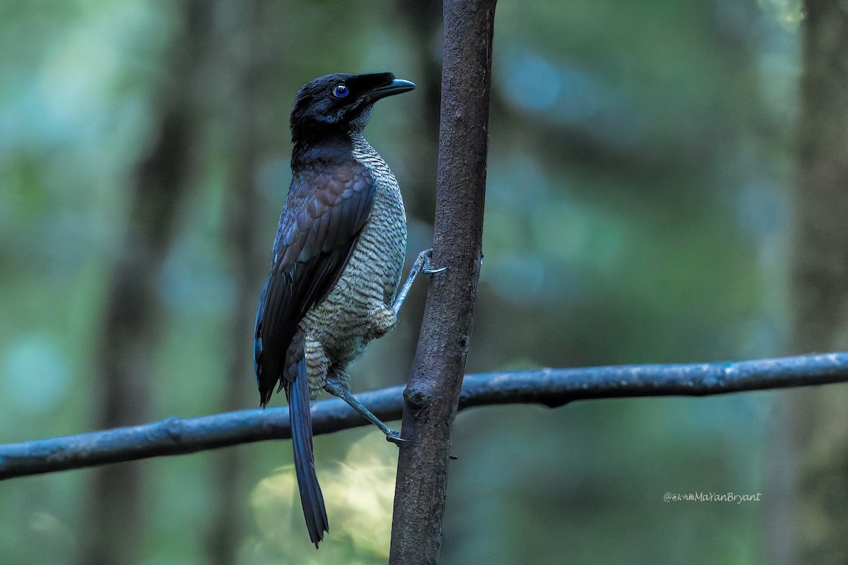 Western Parotia - ML646039379