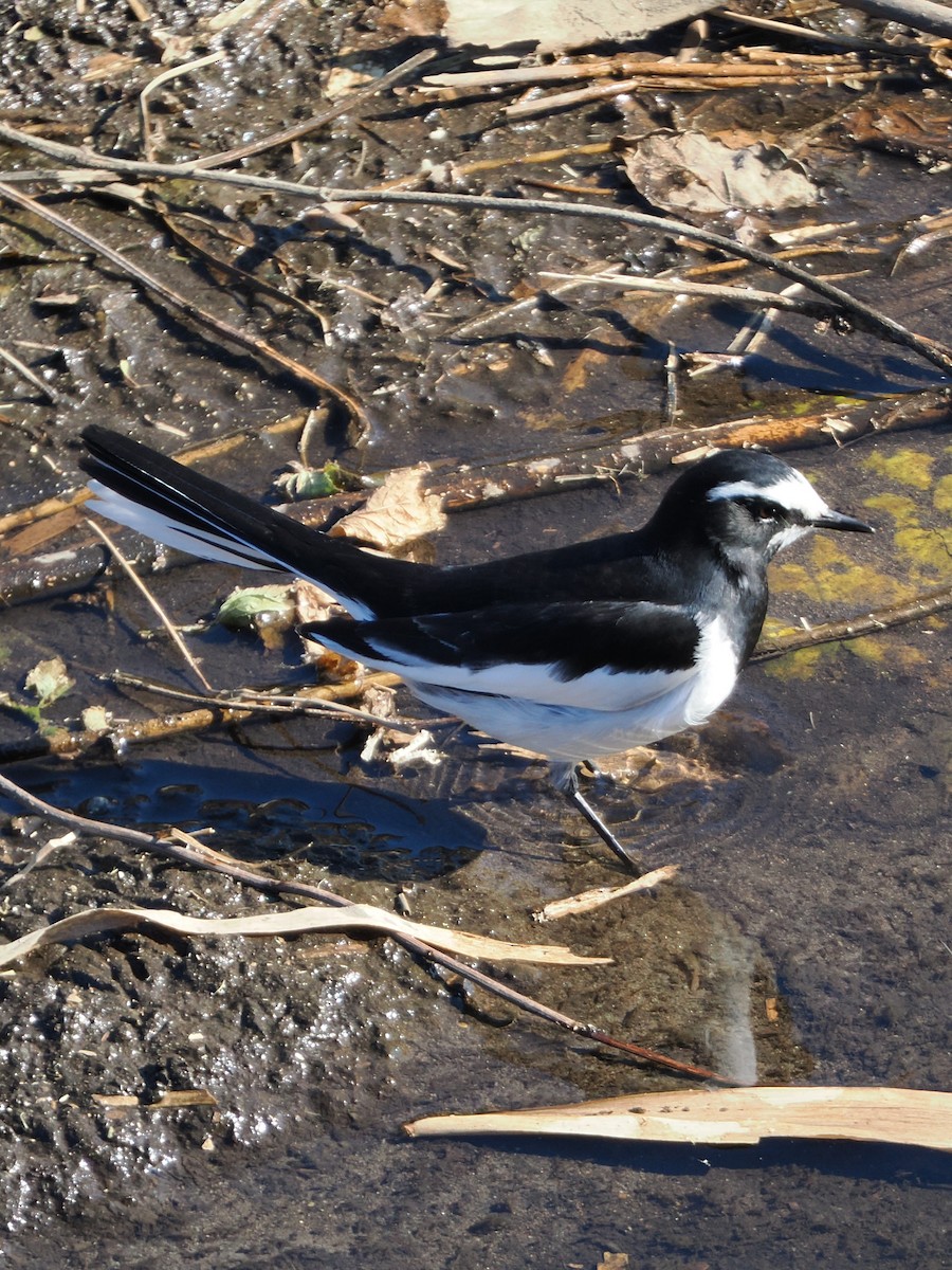 japanerle - ML646039381