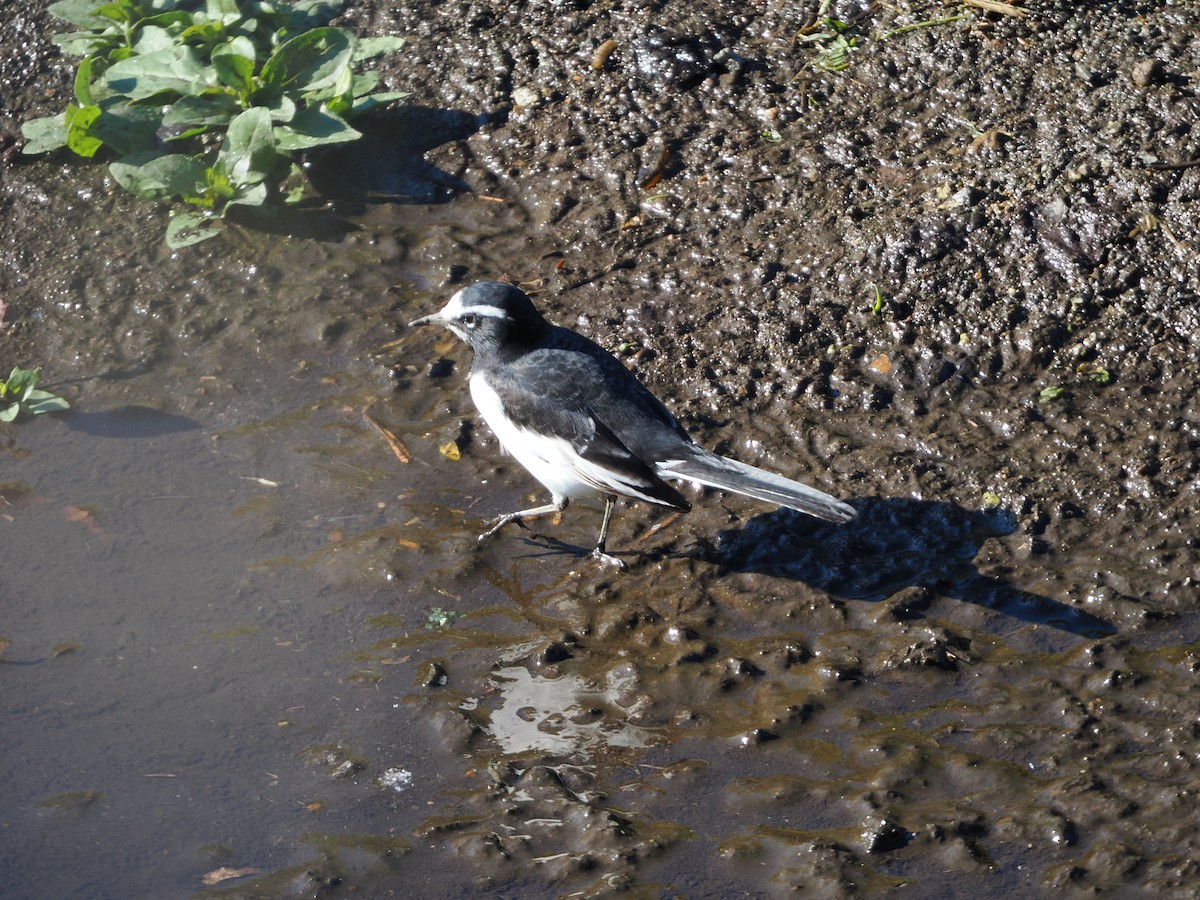 japanerle - ML646039382