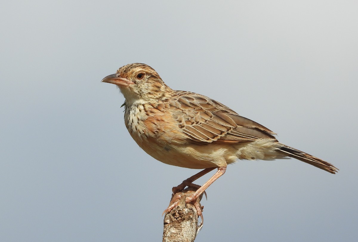 skřivan keňský - ML646039383