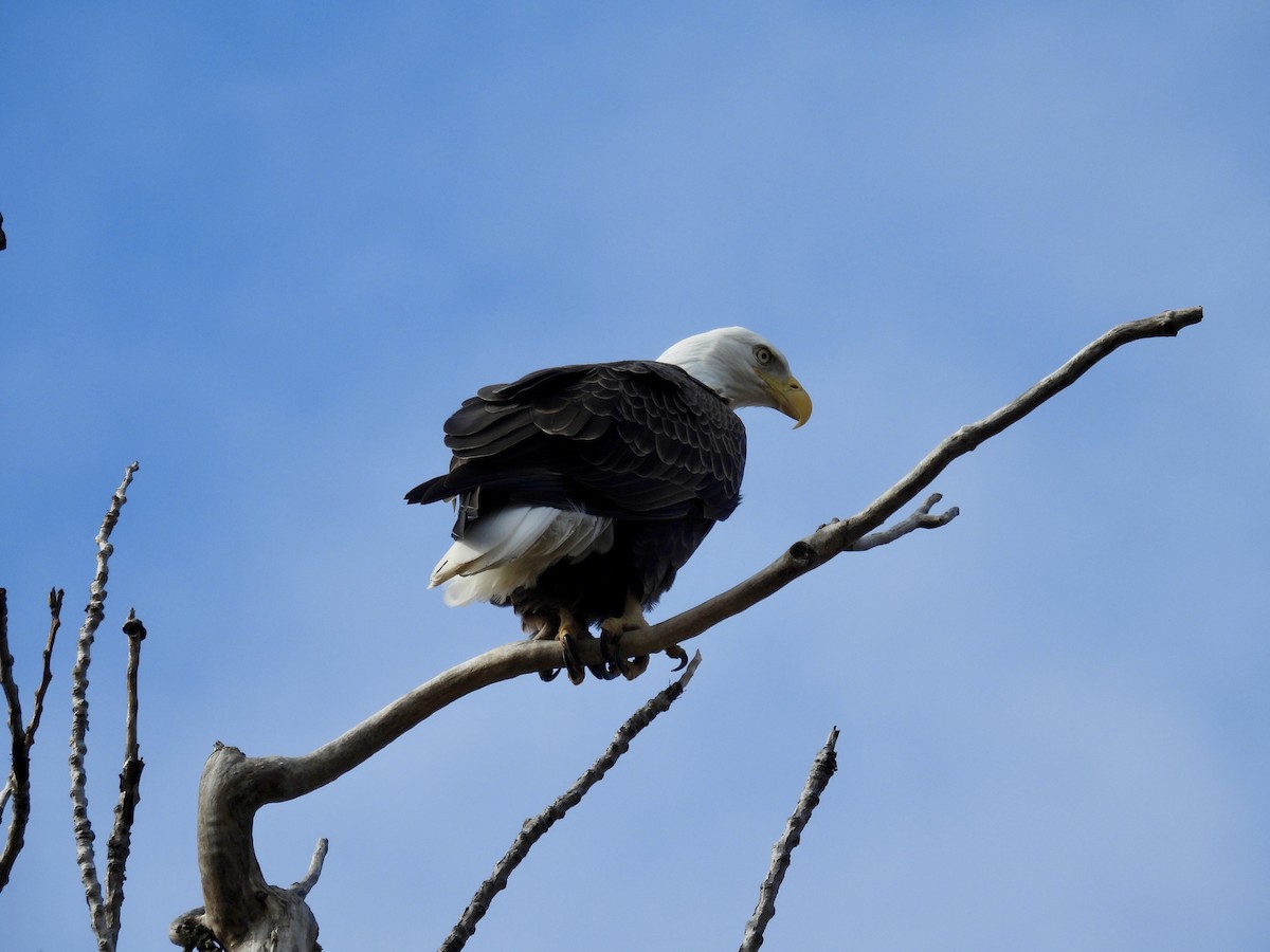 Itsas arrano buruzuria - ML646039388