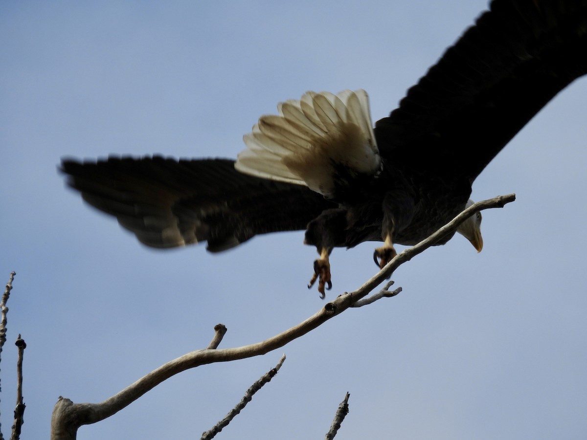 Itsas arrano buruzuria - ML646039389