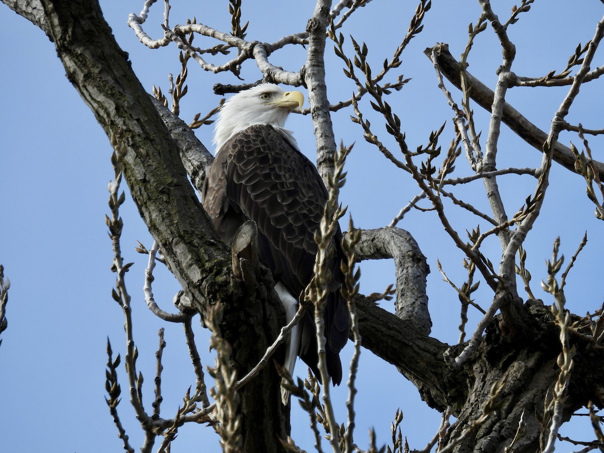 Itsas arrano buruzuria - ML646039390