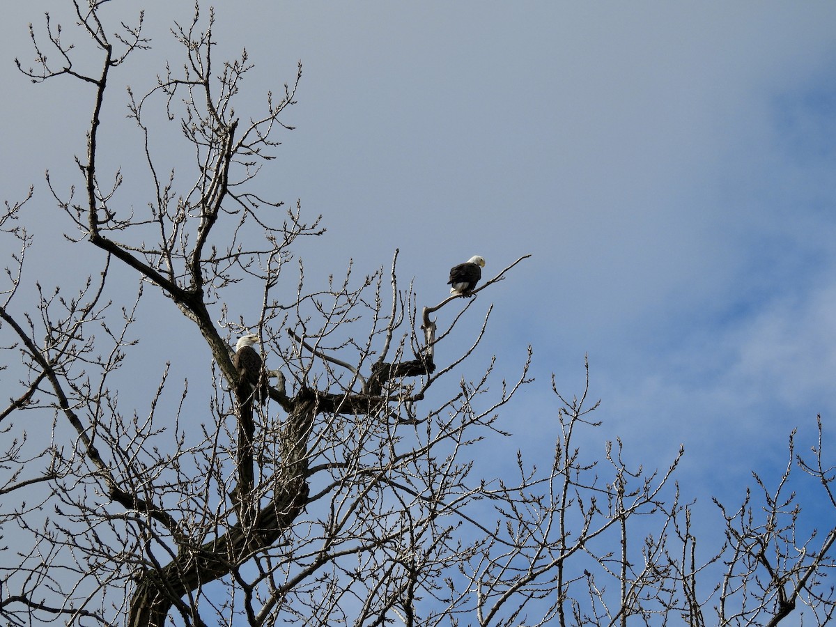 Itsas arrano buruzuria - ML646039391