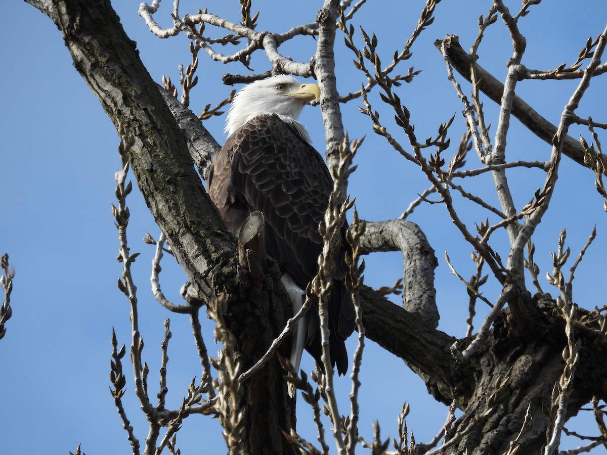 Itsas arrano buruzuria - ML646039392