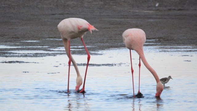 Greater Flamingo - ML646039394