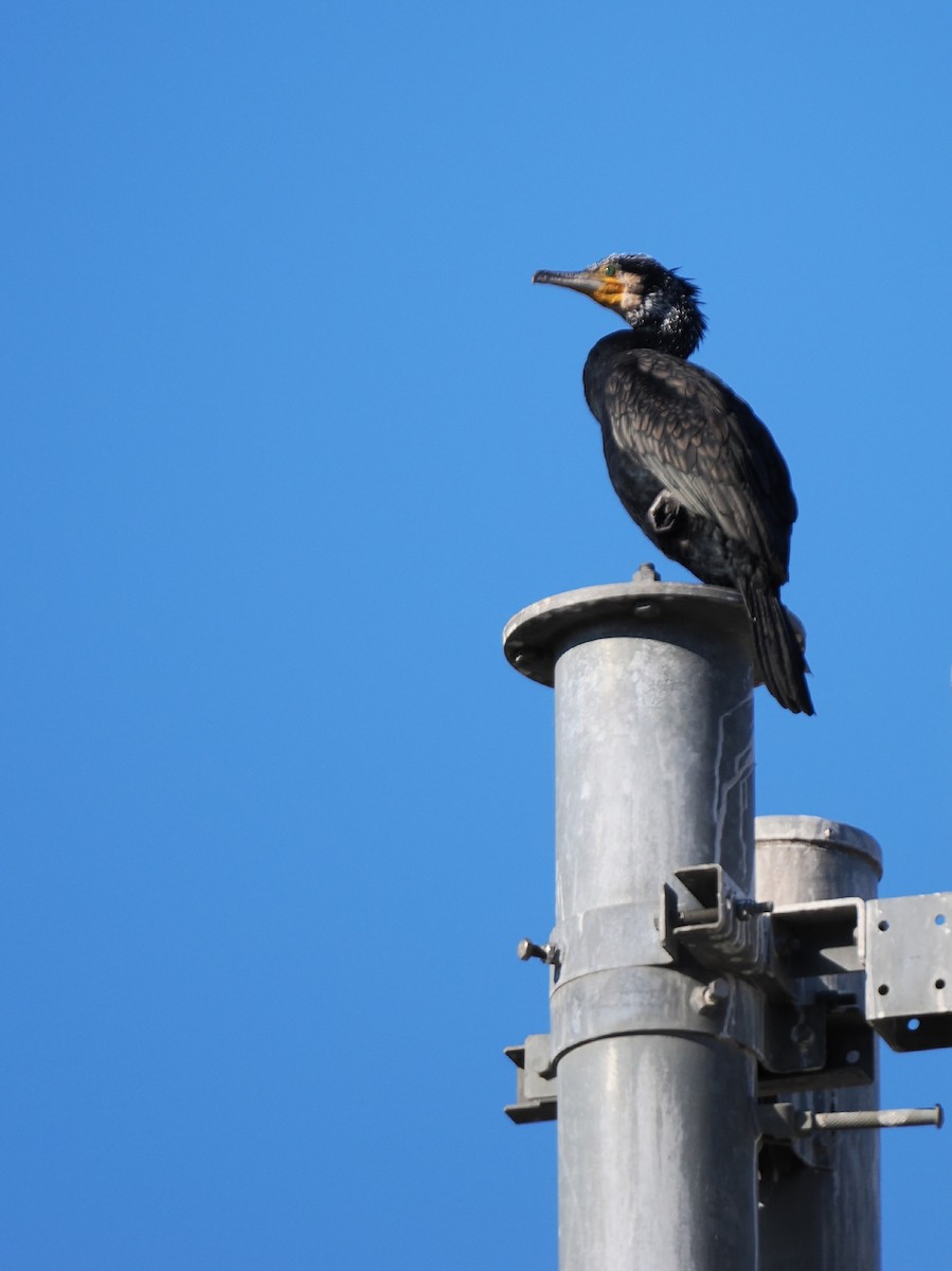 storskarv - ML646039395