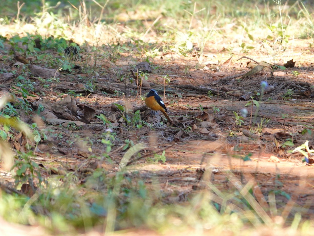 חכלילית סיבירית - ML646039398