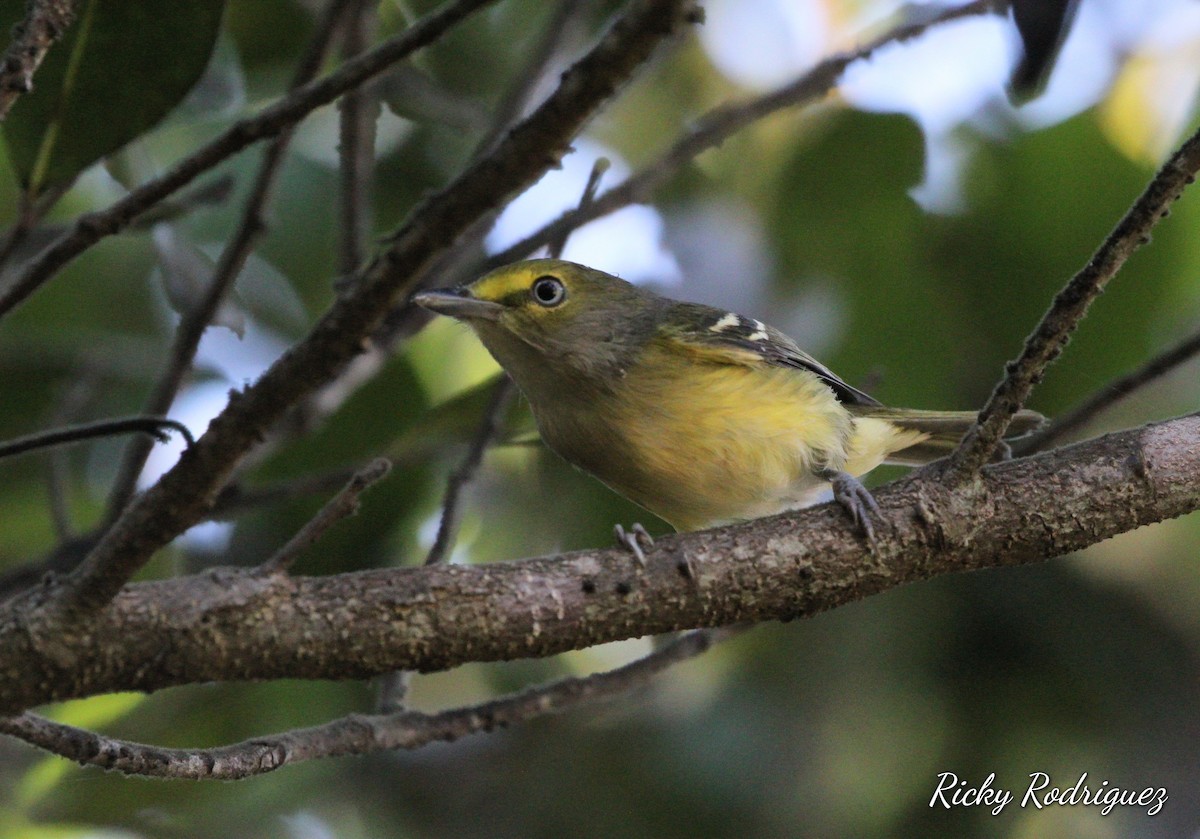 ויראו לבן-עין - ML646039423