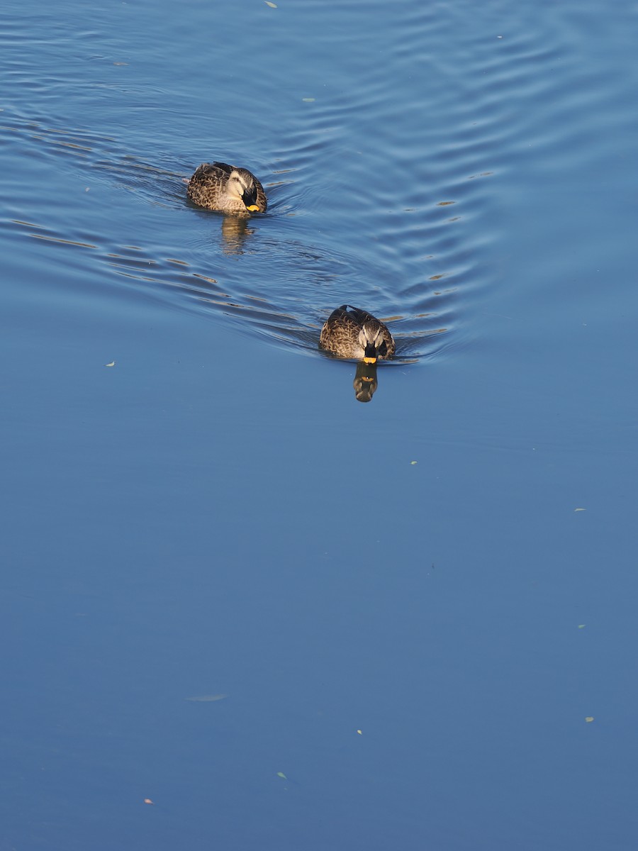 kinaand - ML646039428