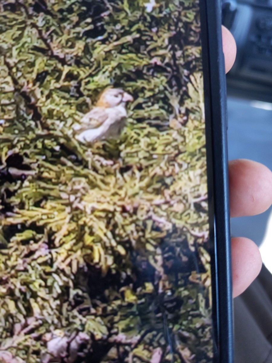 Speckle-fronted Weaver - ML646039432