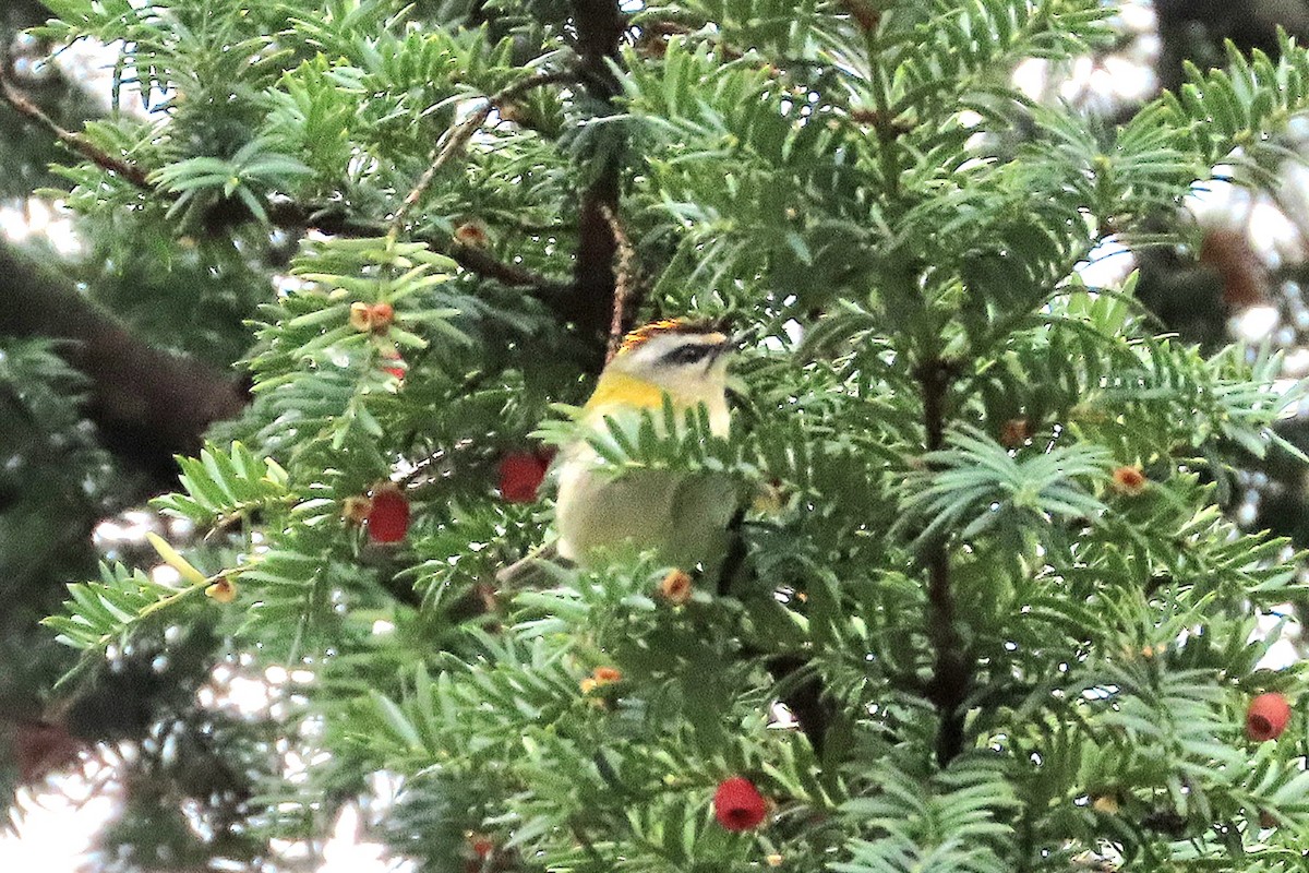 Common Firecrest - ML646039434