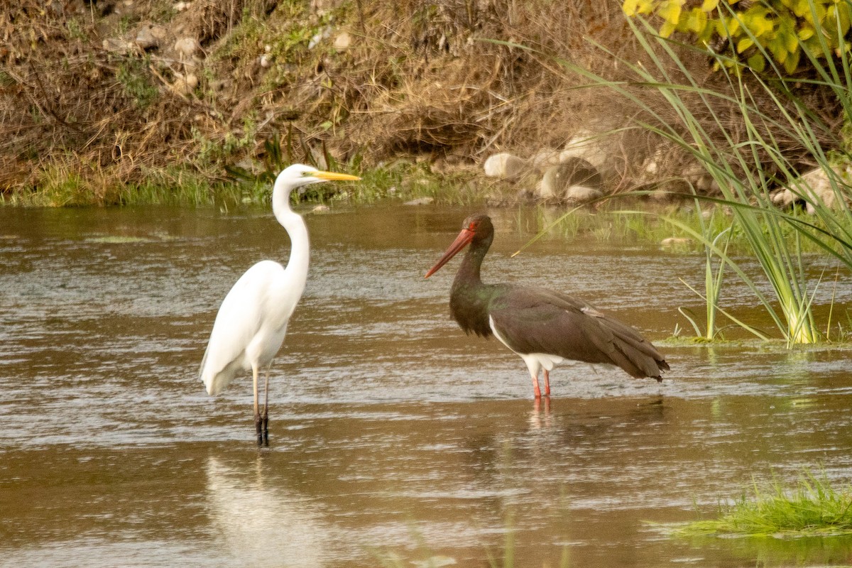 Black Stork - ML646039436