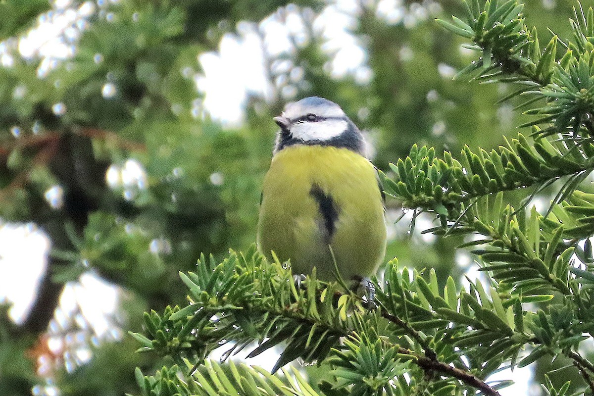 Eurasian Blue Tit - ML646039439