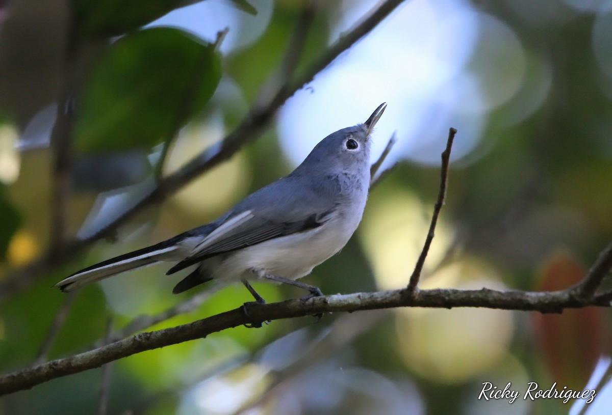 Blue-gray Gnatcatcher - ML646039442