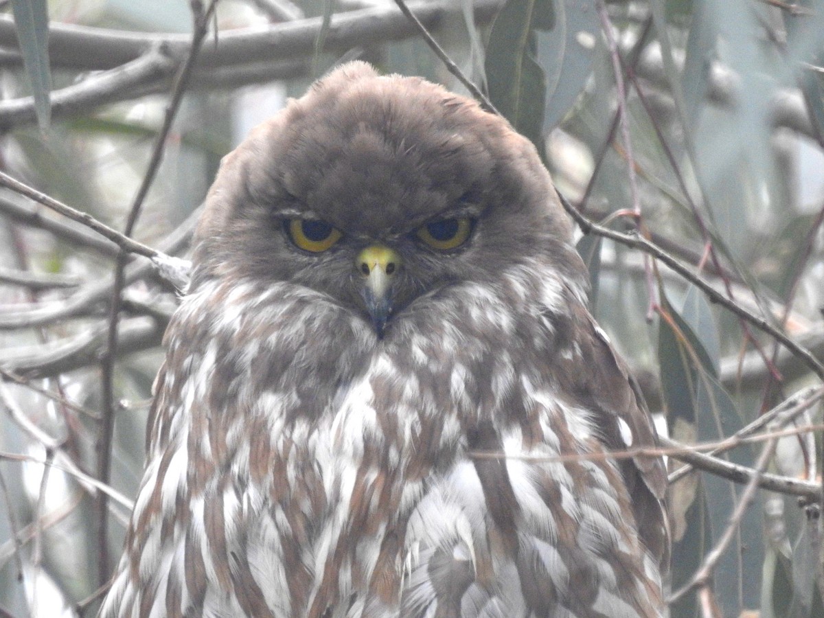 Barking Owl - ML646039444