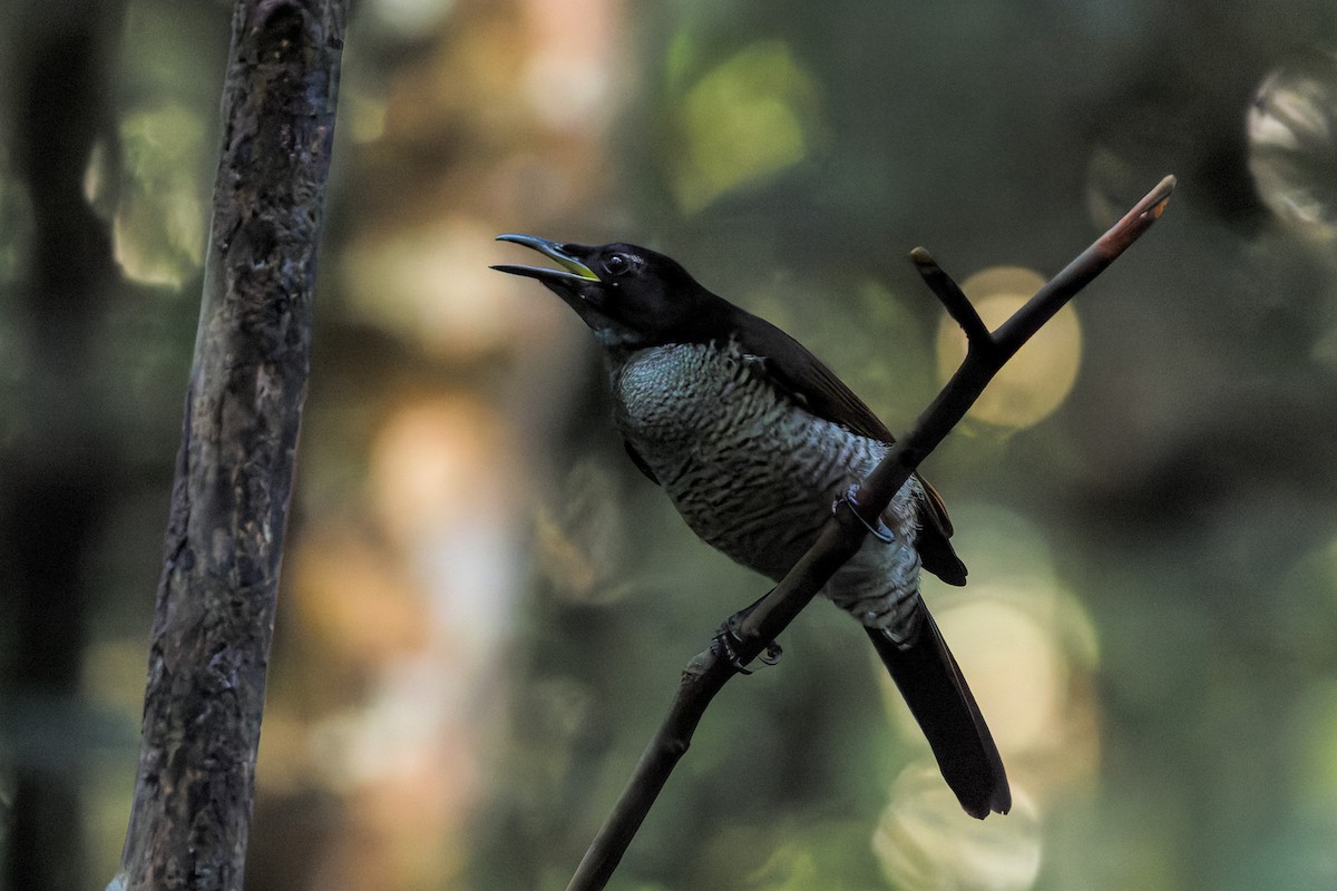 Vogelkop Lophorina - ML646039459