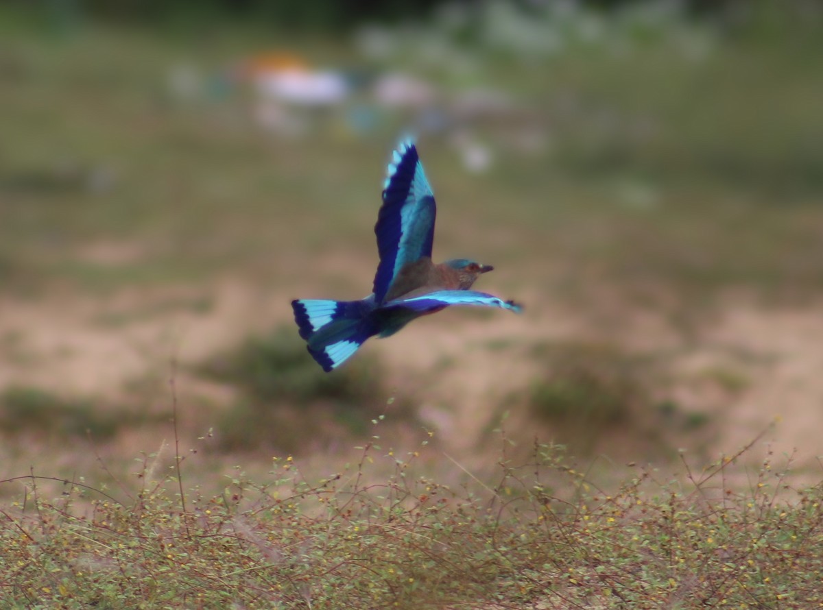 Indian Roller - ML646039461