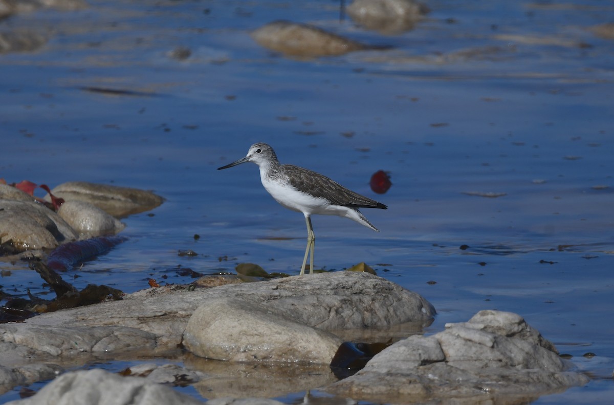 Common Greenshank - ML646039462