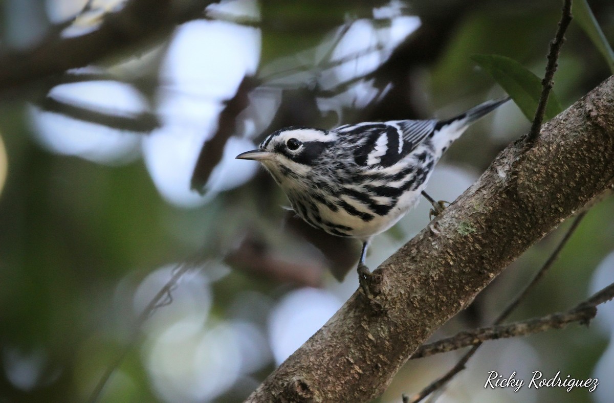 Black-and-white Warbler - ML646039463