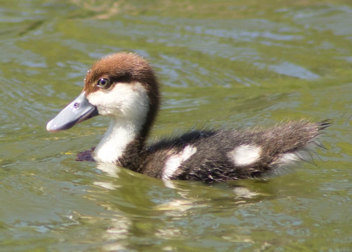 Radjah Shelduck - ML646039471