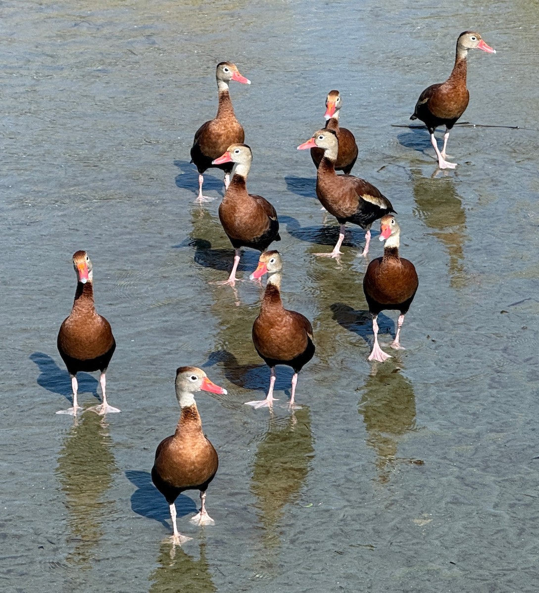 Black-bellied Whistling-Duck - ML646039474