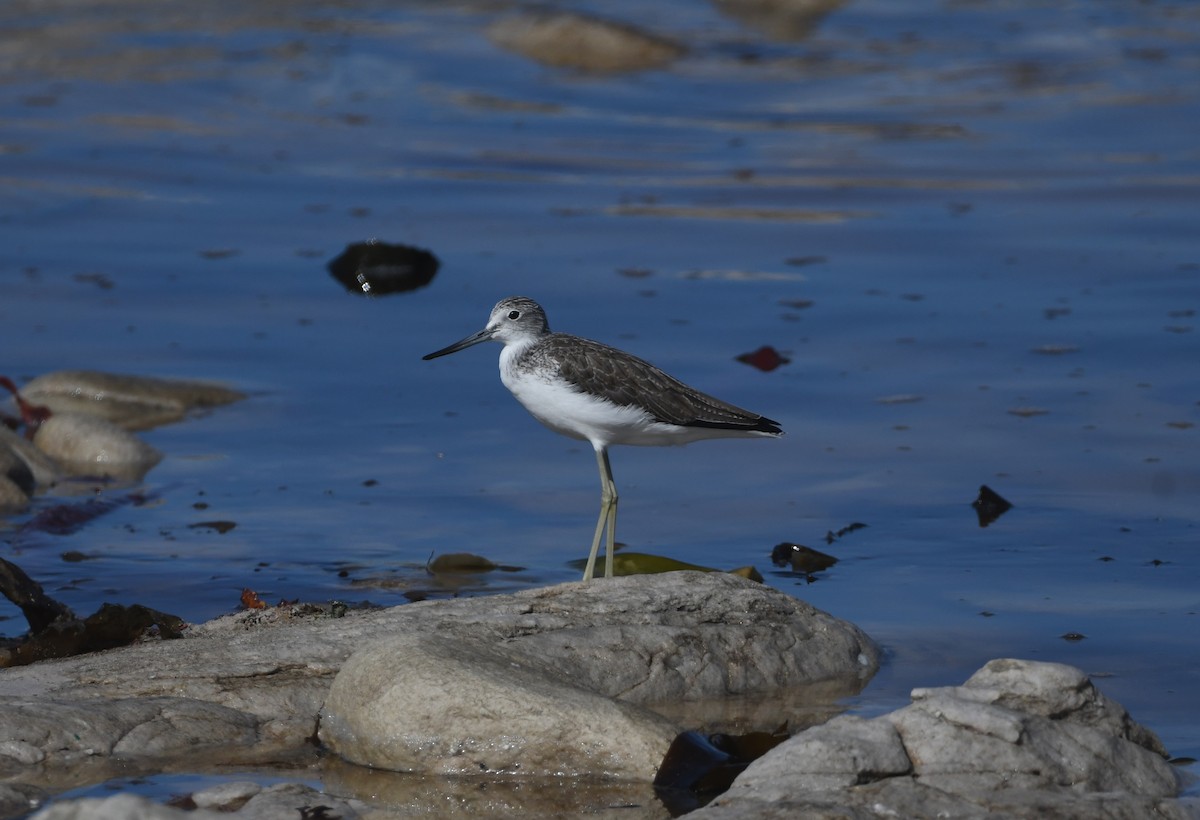 Common Greenshank - ML646039475