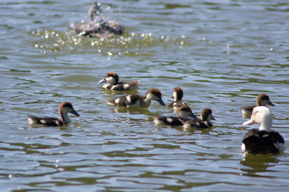 Radjah Shelduck - ML646039476