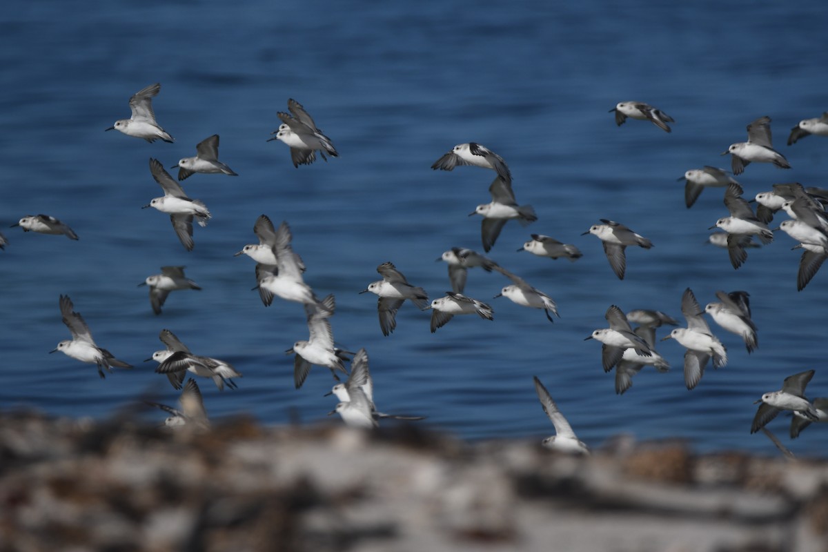 Sanderling - ML646039479