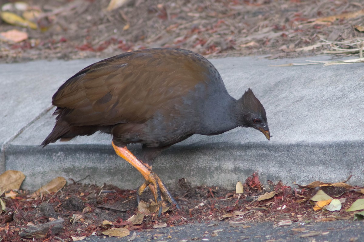 Orange-footed Megapode - ML646039485