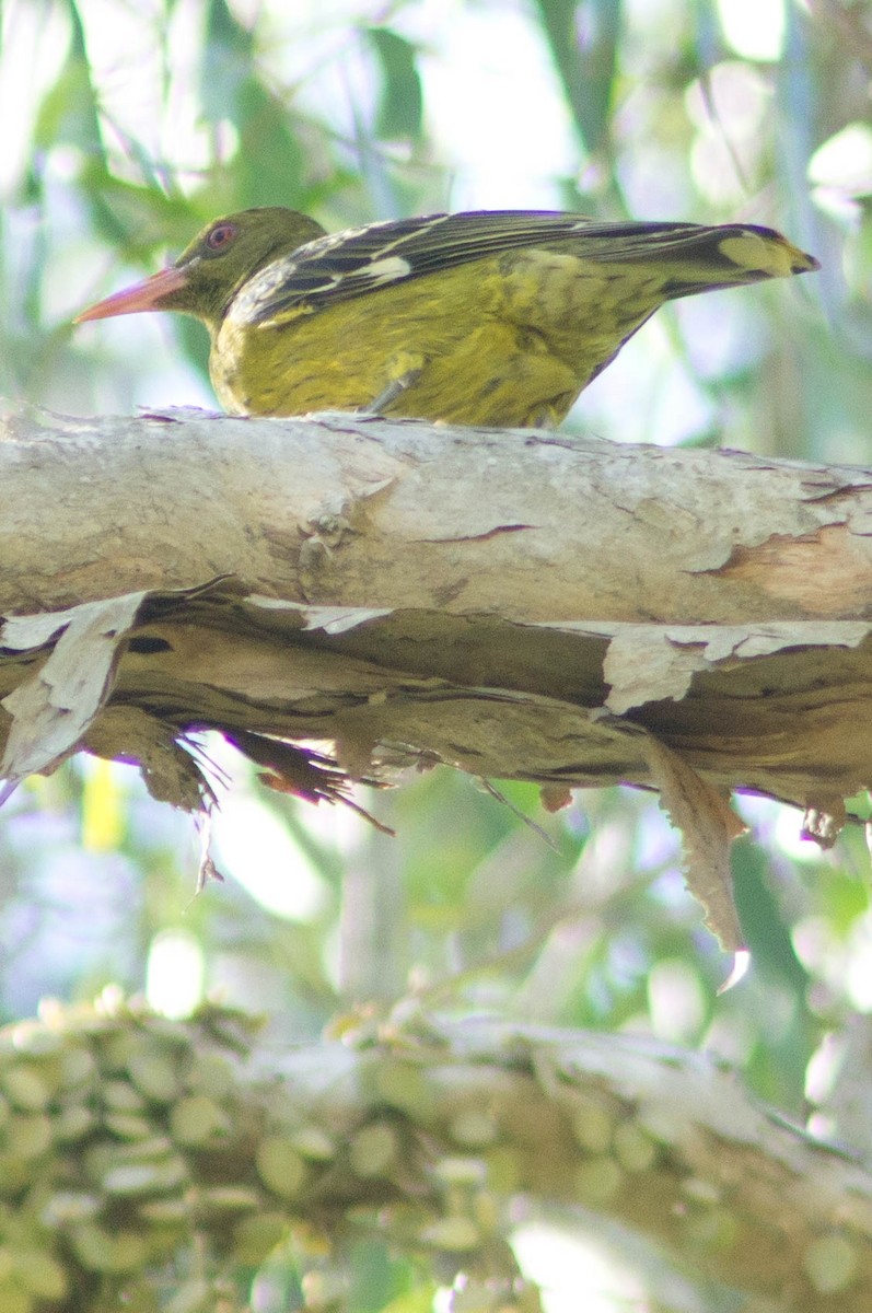 Olive-backed Oriole - ML646039486