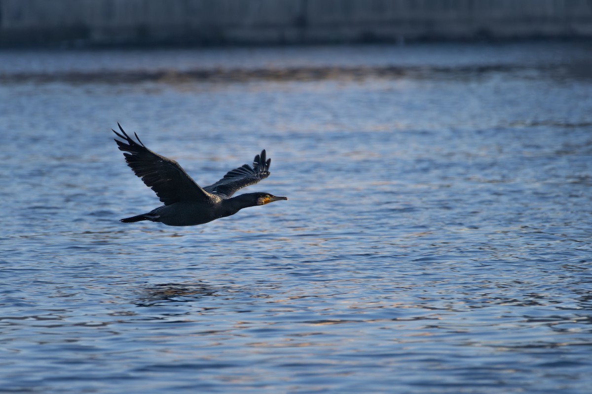 Great Cormorant - ML646039490