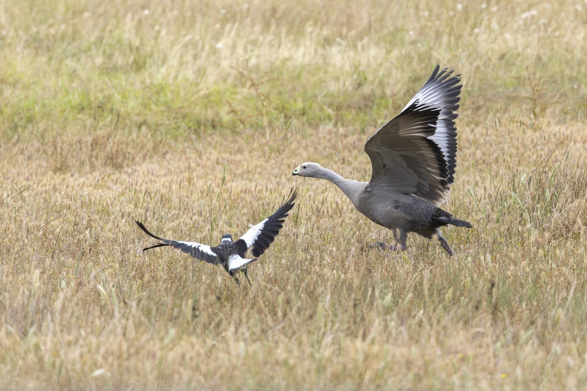 Cape Barren Goose - ML646039493