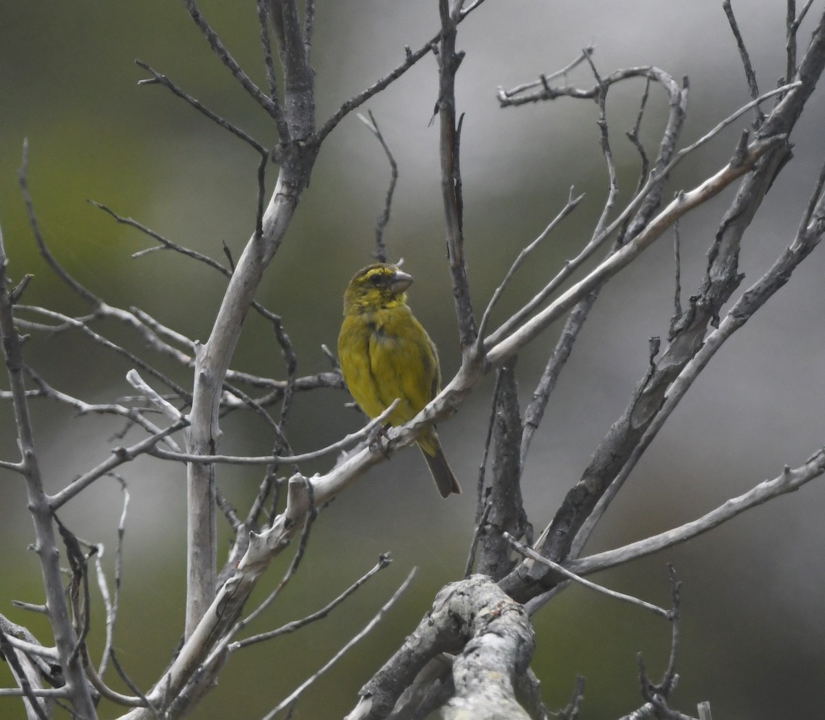 Brimstone Canary - ML646039494