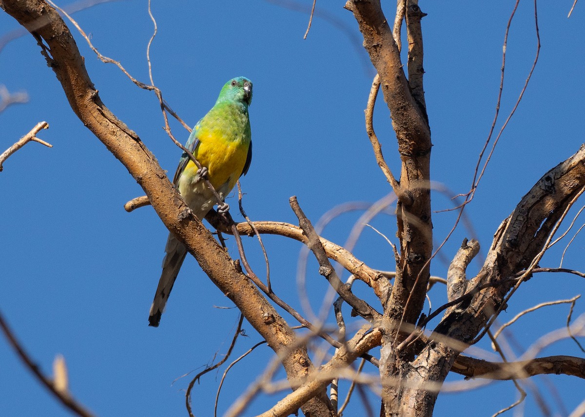Red-rumped Parrot - ML646039498