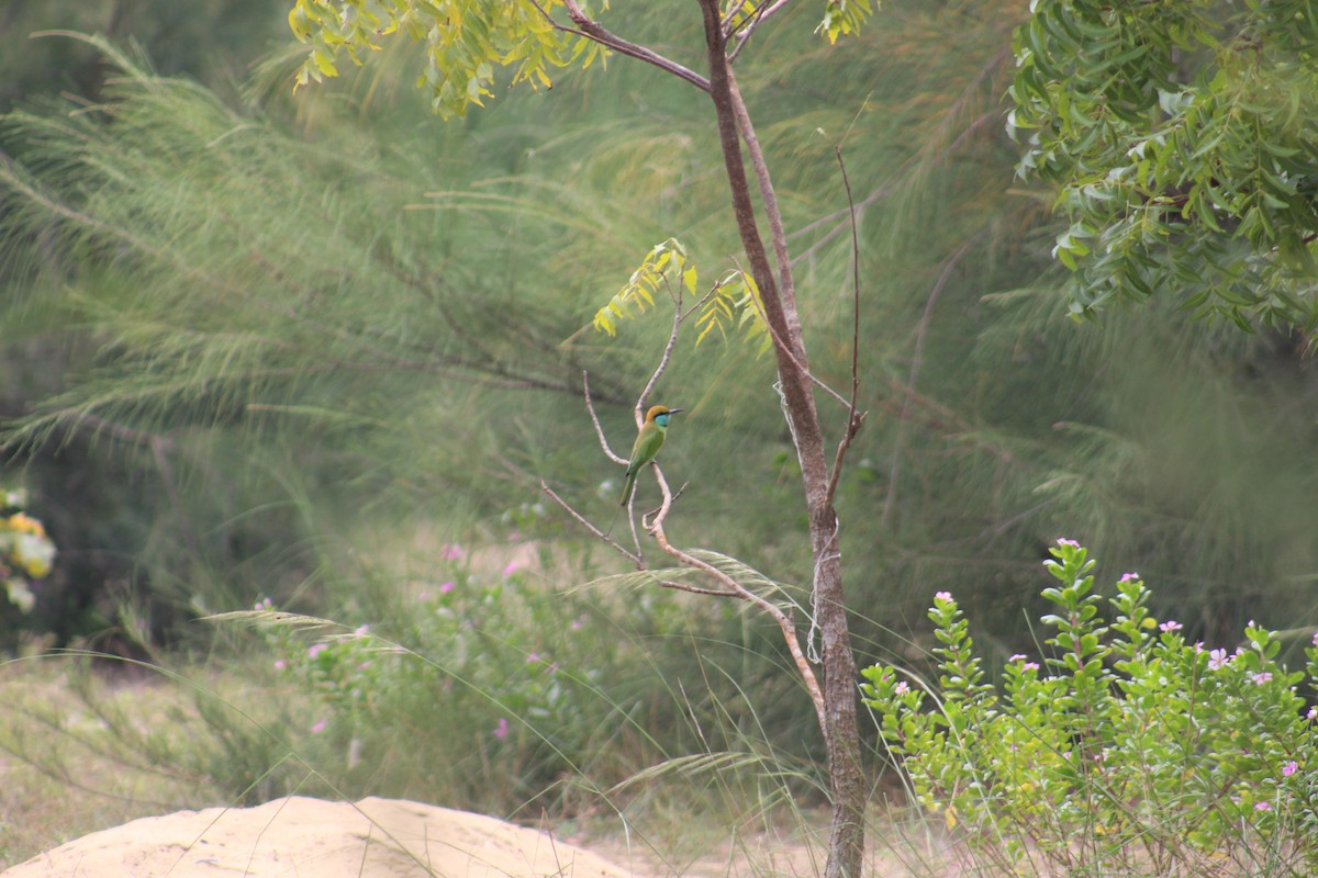 Asian Green Bee-eater - ML646039508