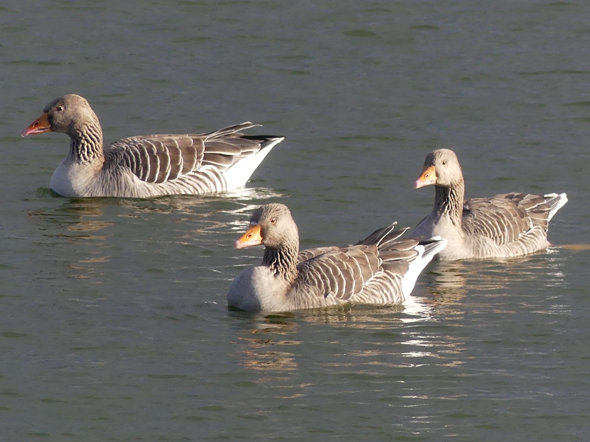 Graylag Goose - ML646039509