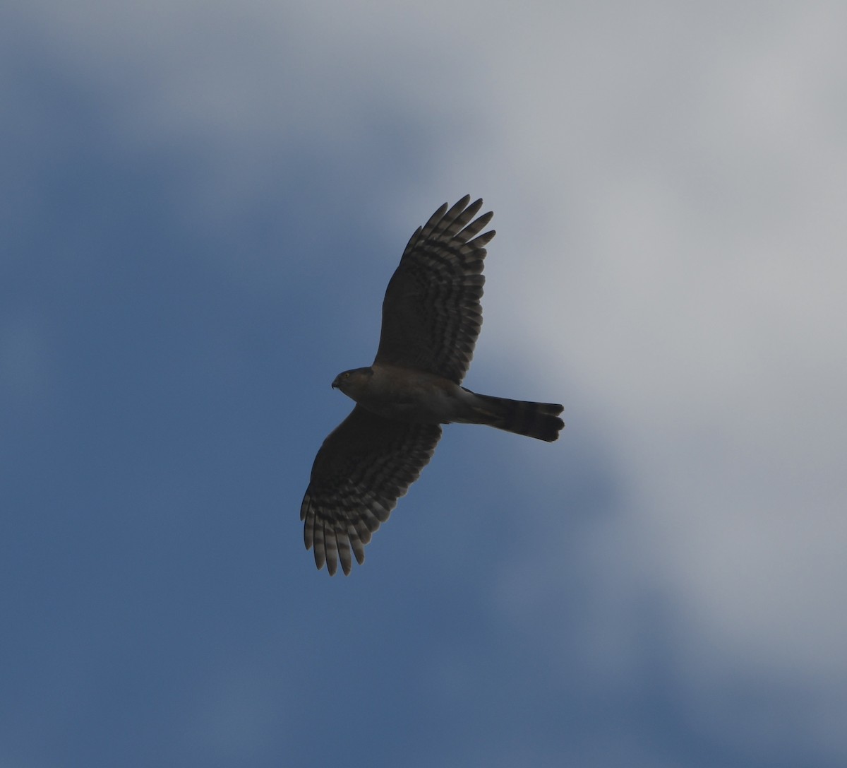 Rufous-breasted Sparrowhawk - ML646039511