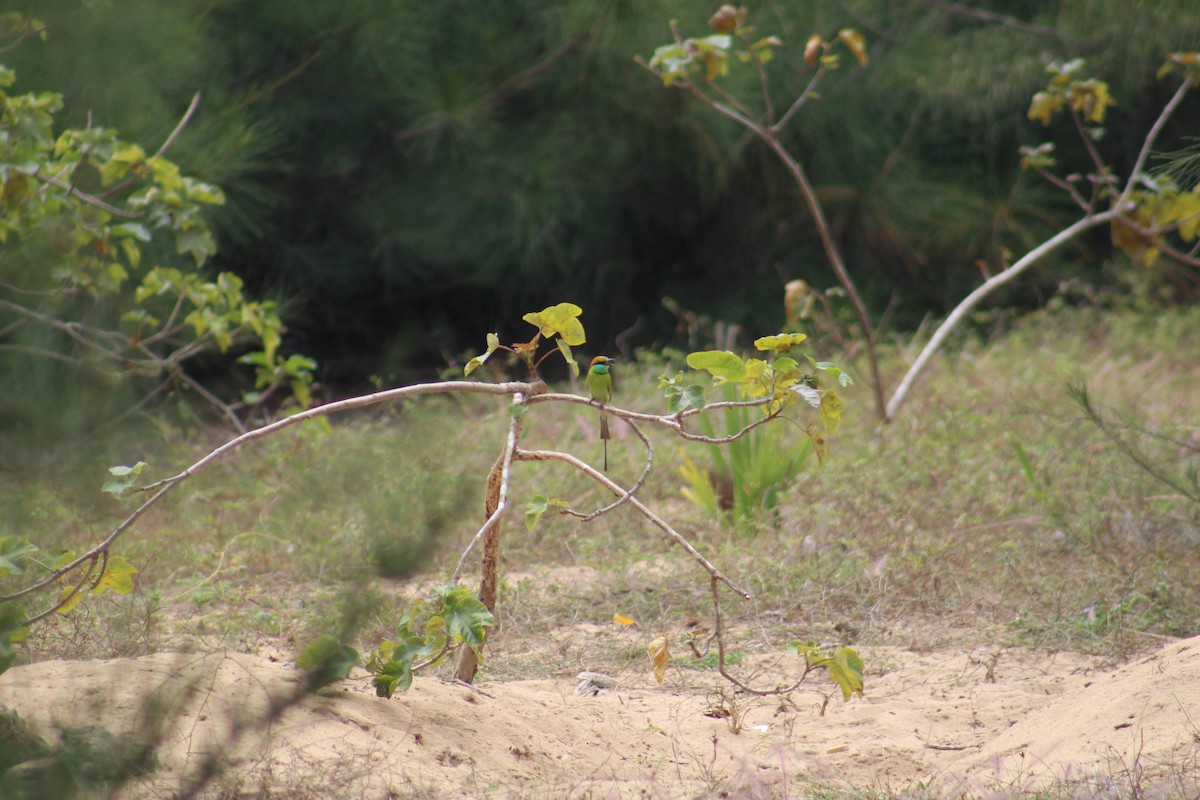 Asian Green Bee-eater - ML646039512